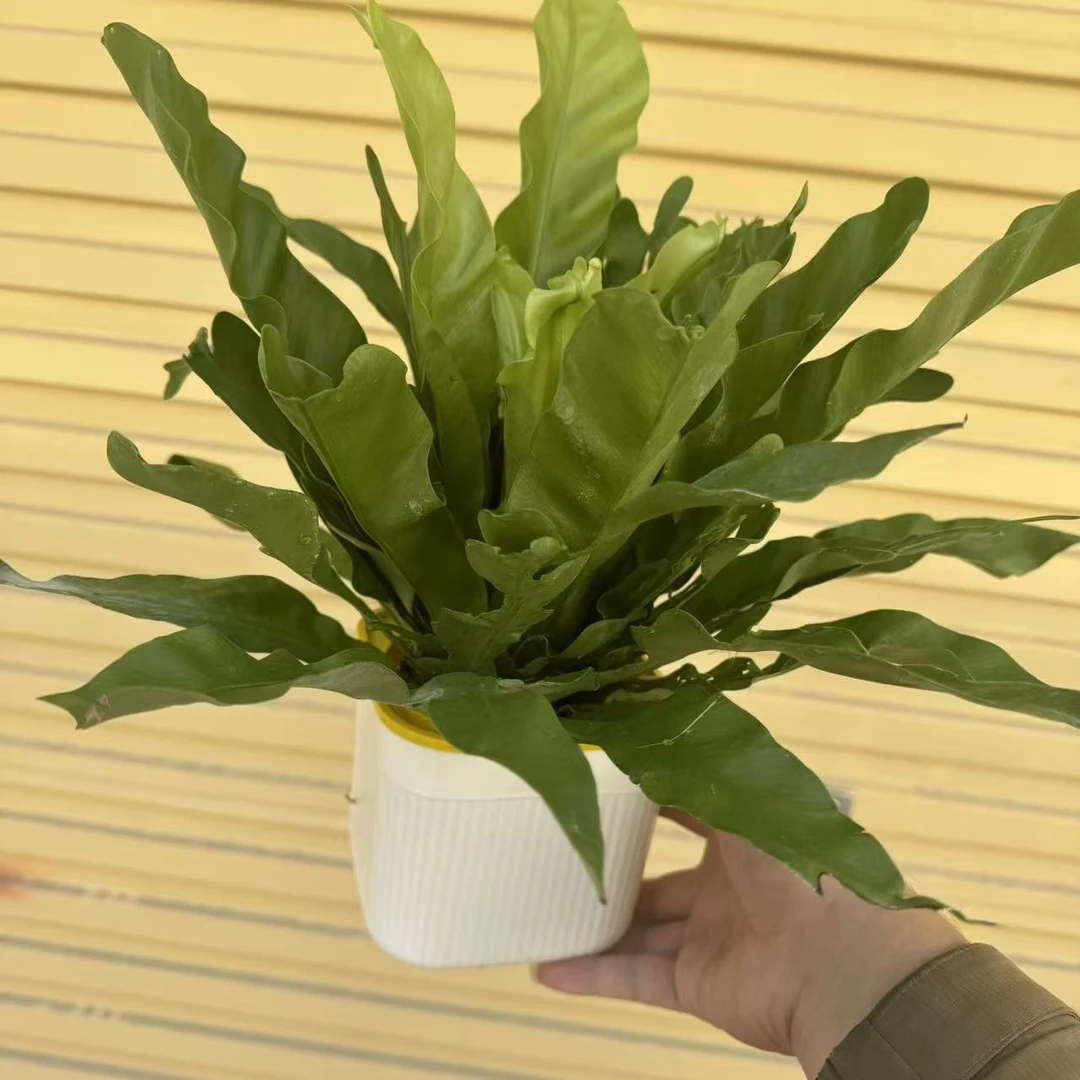 西藏包邮绿植·鸟巢蕨