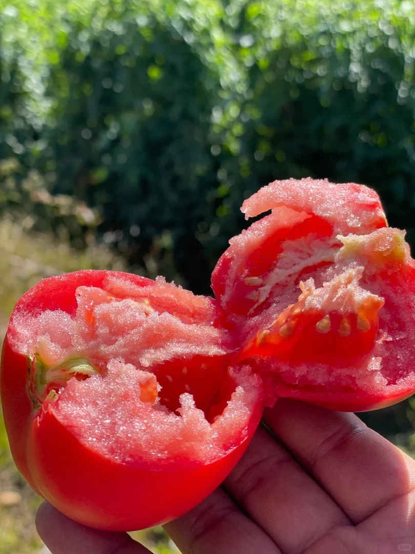 河南露天沙瓤老品种西红柿不催熟（小时候的味道）