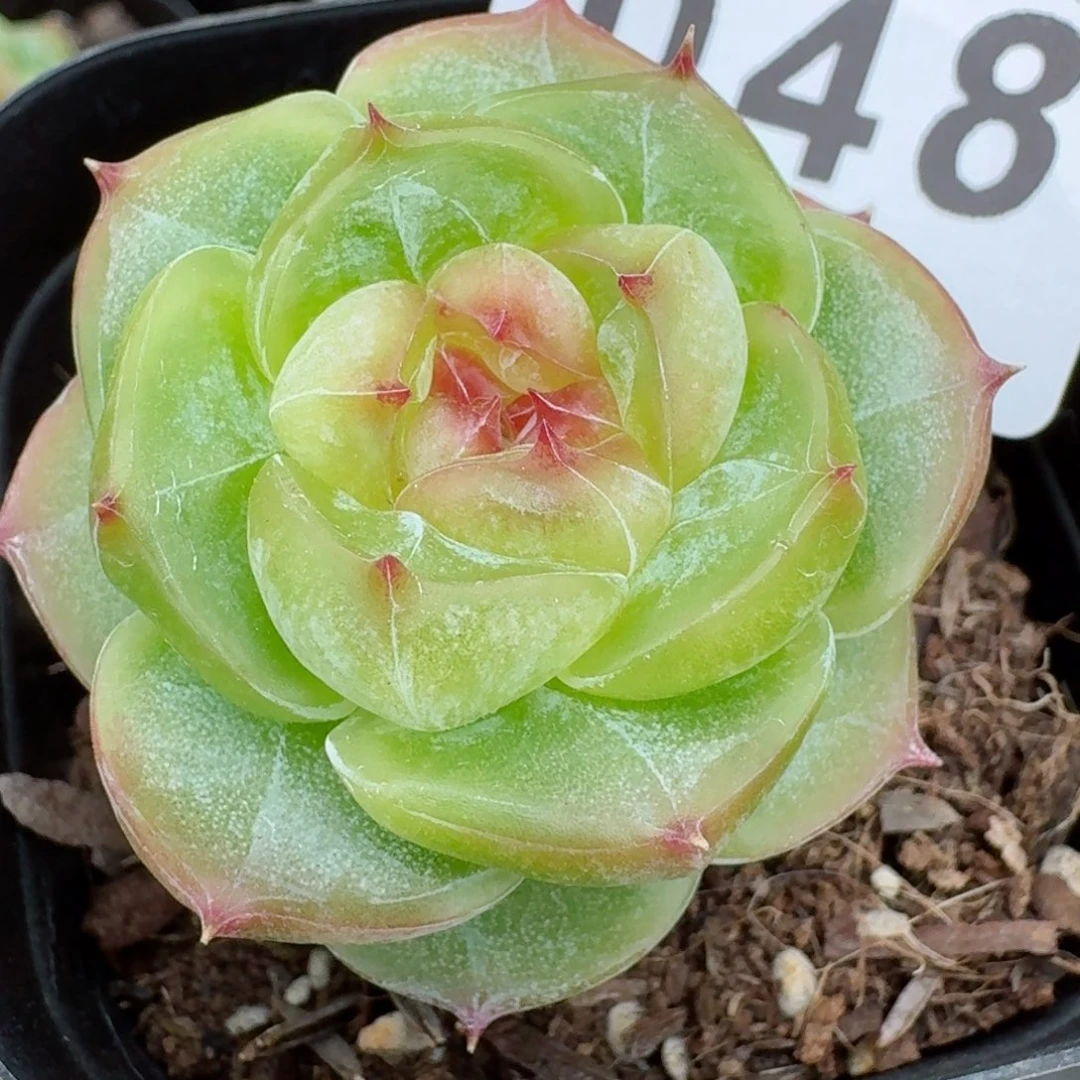 、***笕菩提珍妮      愿你一路坦途，乘风破浪展宏图