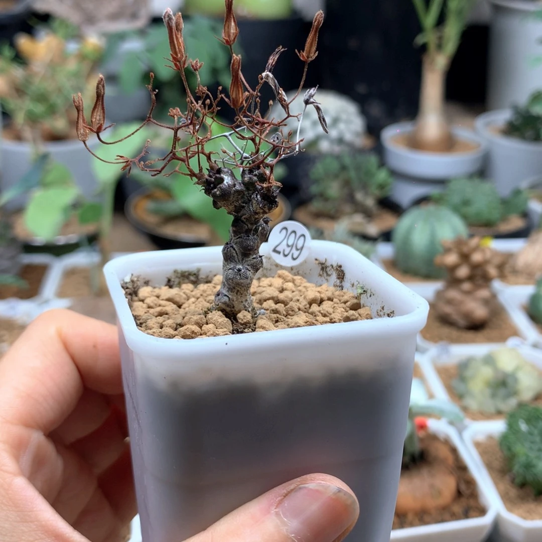 黑曼巴奇峰锦带盆299