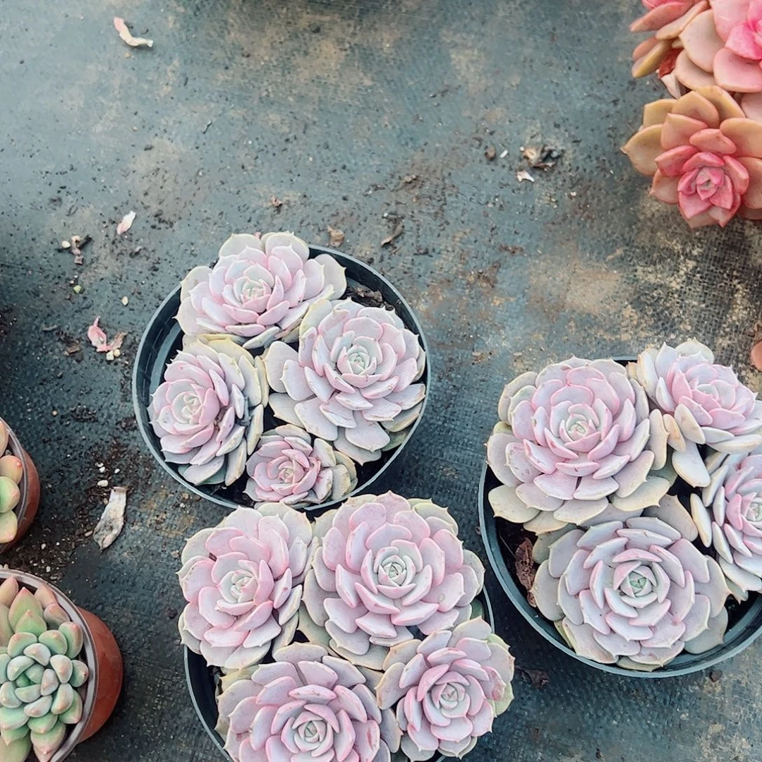 粉蝶多头群生老桩特价