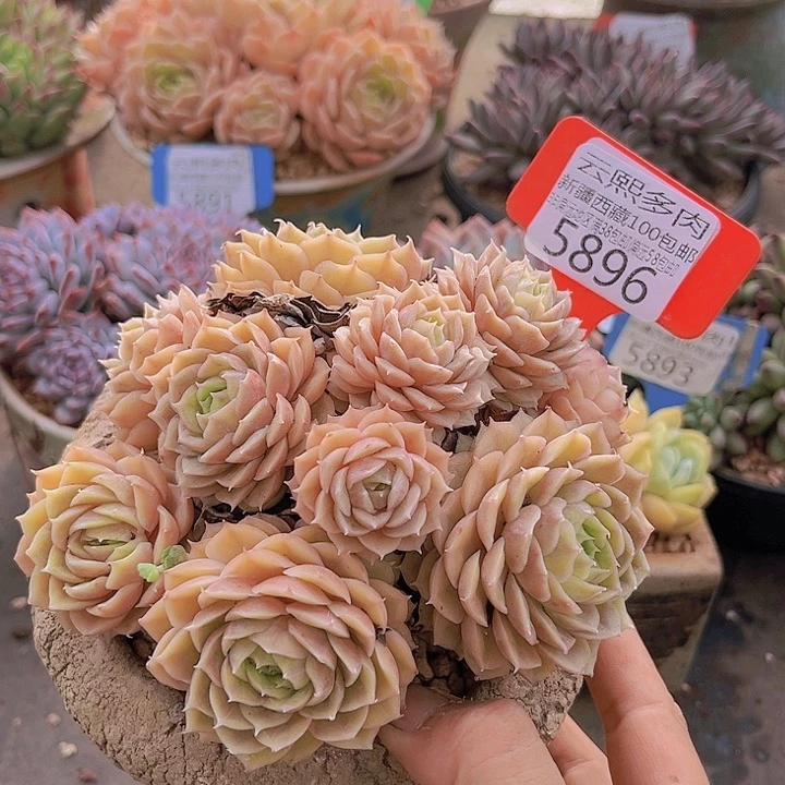 5896昂斯诺。
