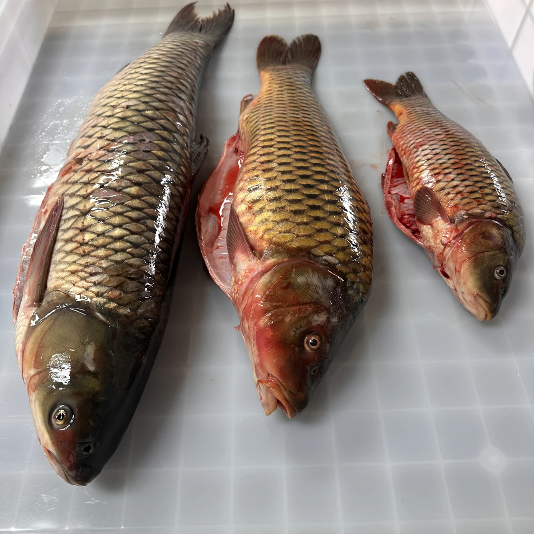 甘肃刘家峡野生大鲤鱼黄河大鲤鱼鲜活现杀淡水鲤鱼冷水鲤鱼顺丰