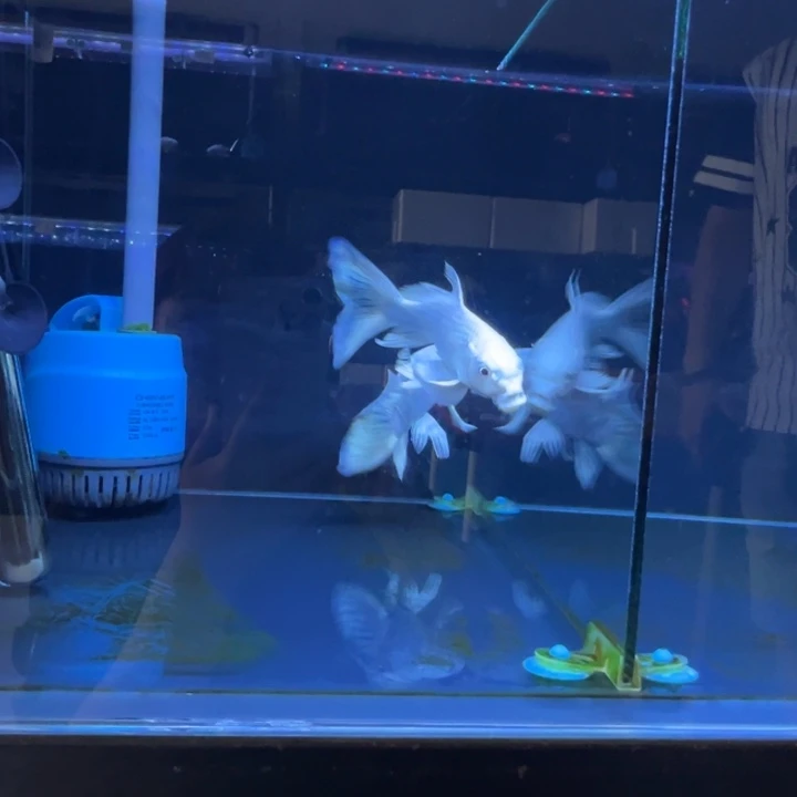 蝴蝶鲤A****a蝴蝶鲤