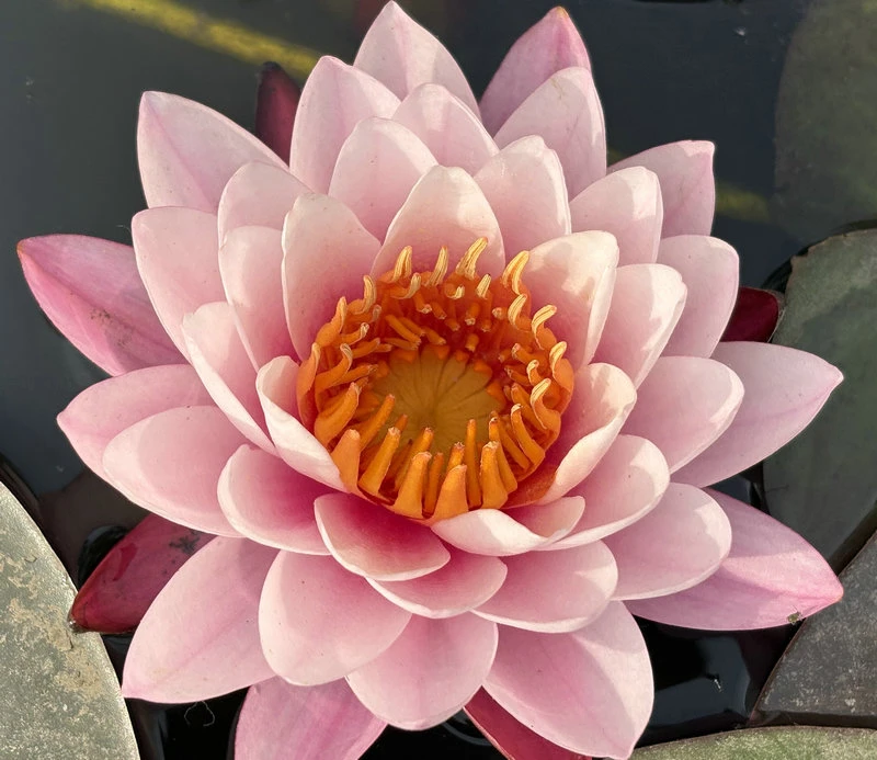 科罗拉多经典中型早花睡莲盆栽水培植物易开花粉橘色带花苞大苗