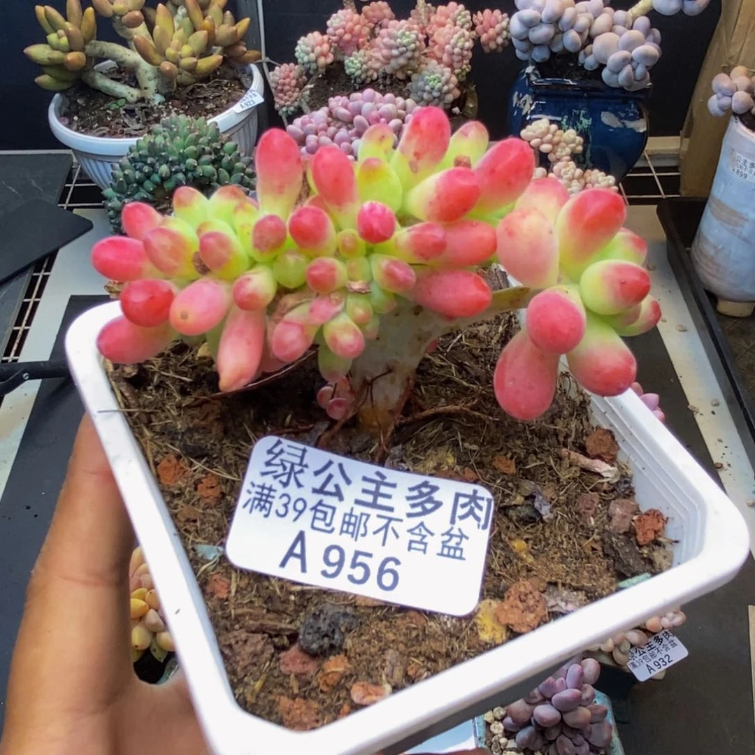 956乙女心缀多肉6c m