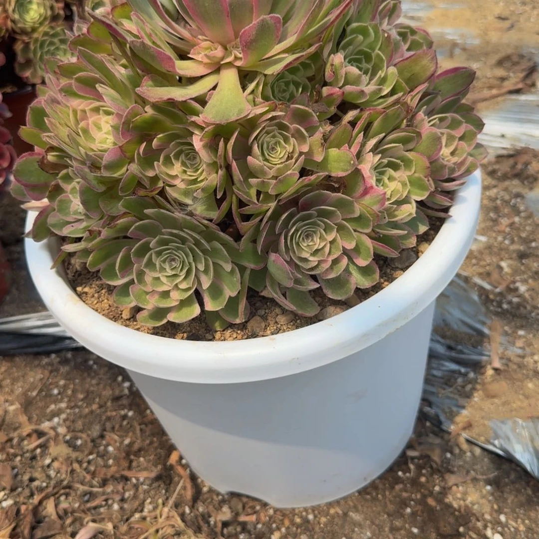 112瑶光。多肉植物