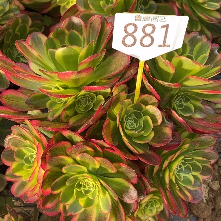 1223奶白1棵881号