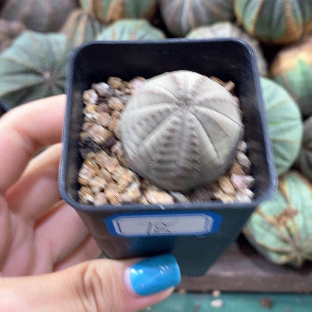 暴***姐欧系实生布纹球 一物一拍