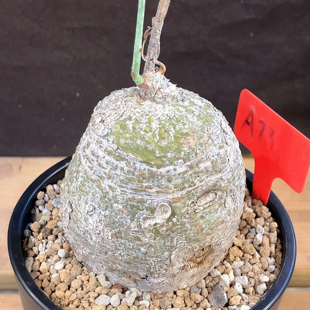 潮流植物 魔妃雪花西番莲