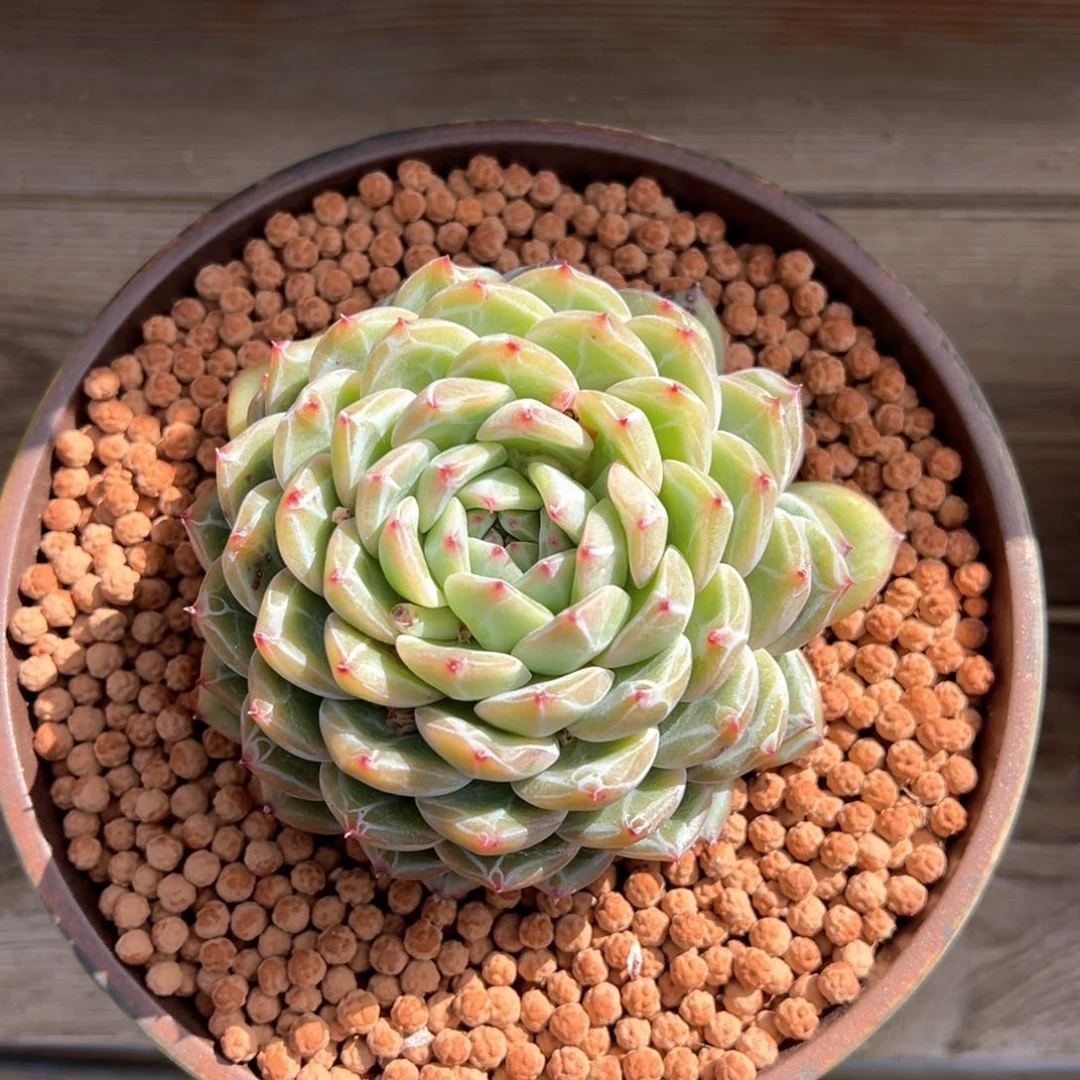 雪花珍妮多肉植物