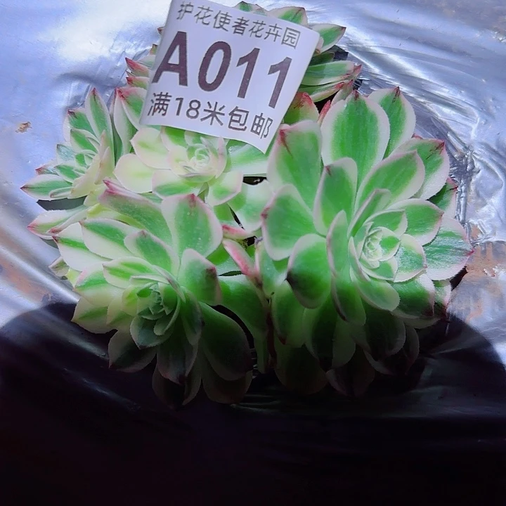 多肉法师淘宝福利