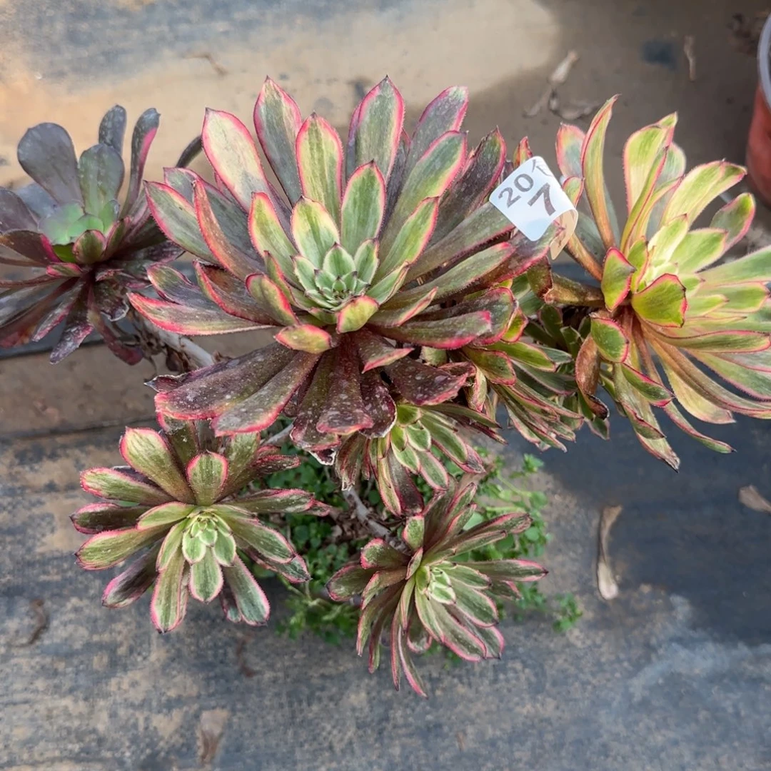 紫霞仙子719满20包邮断枝不包