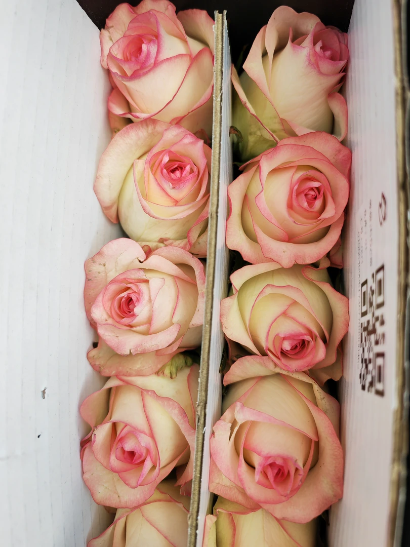 爱莎玫瑰云南基地直发0℃以下拍保温棉