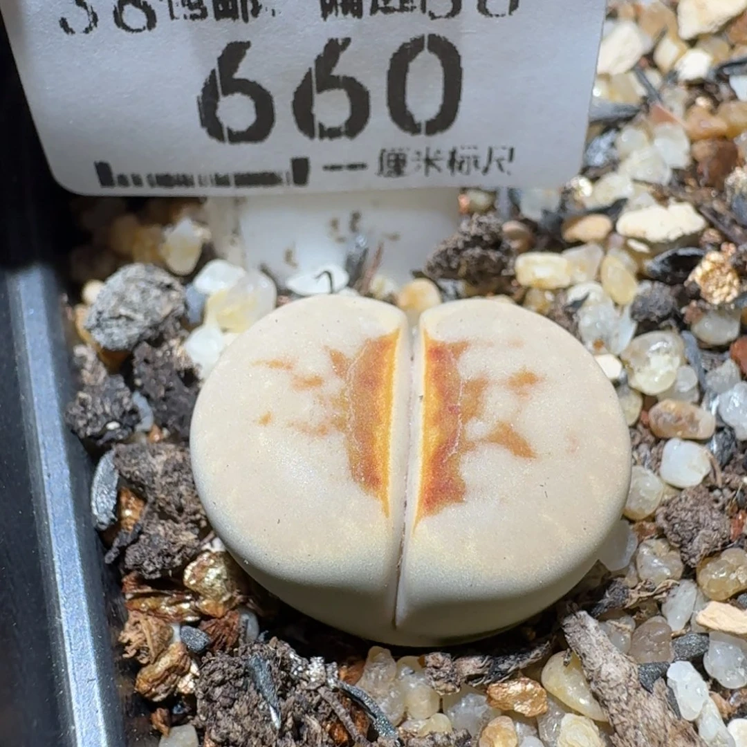 Ssss清仓便宜出了