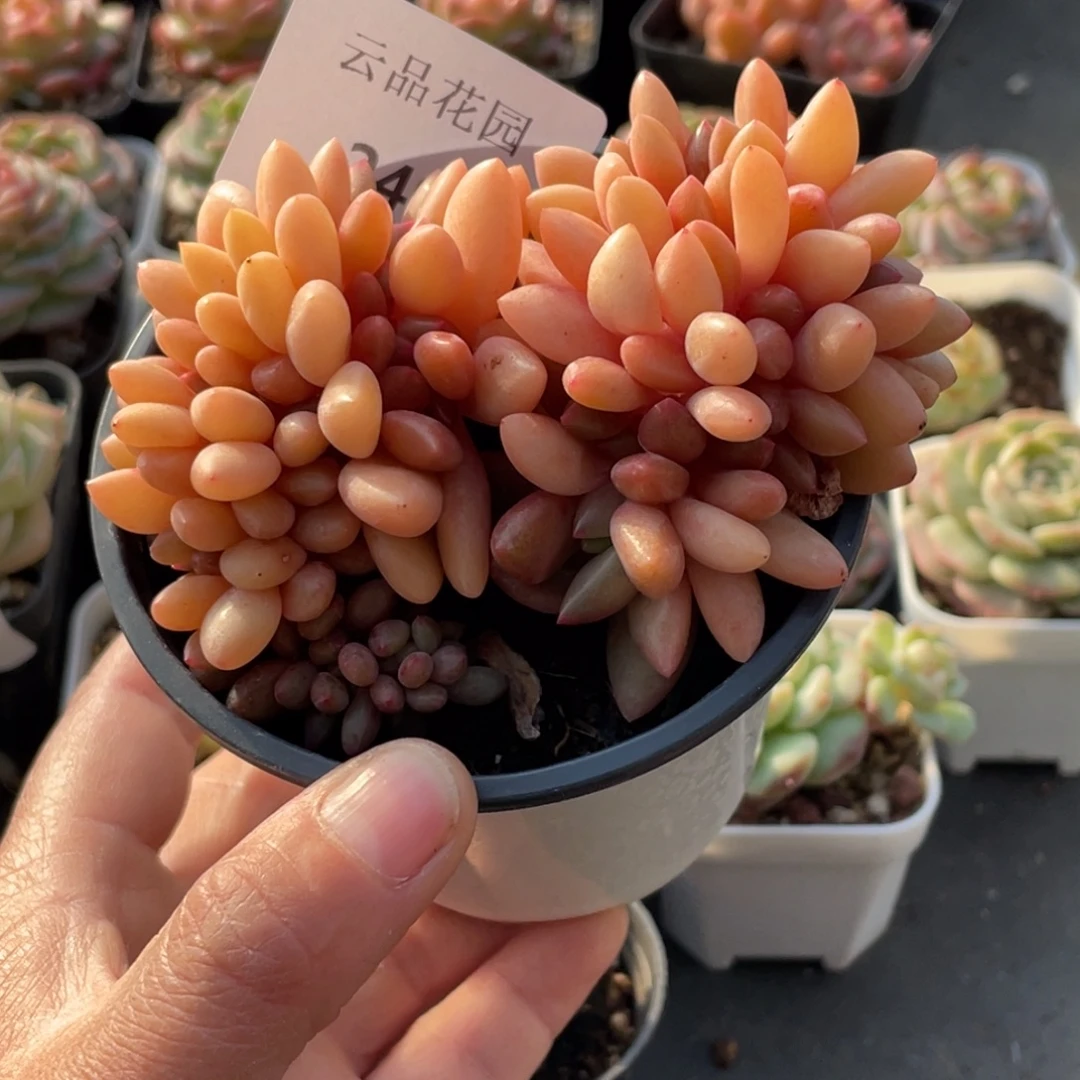 喵***喵249号糖心冰心珍妮 桃花源缀