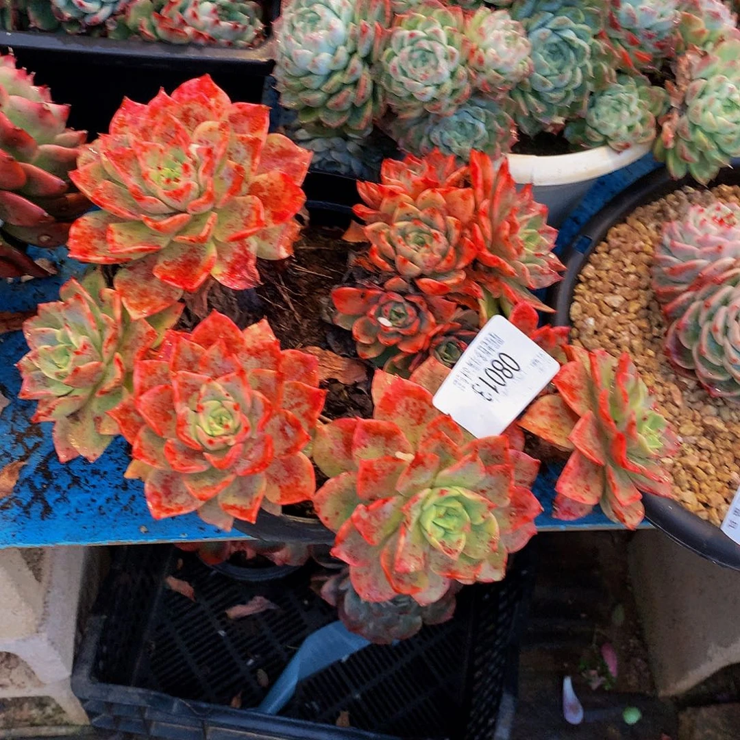 渝***北    贝拉多肉08013