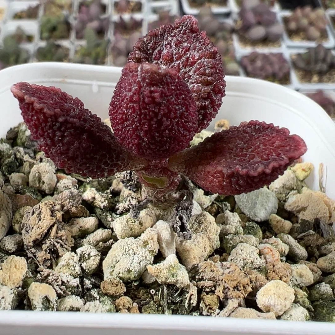 实生新品多肉植物水泡实生新品多肉植物