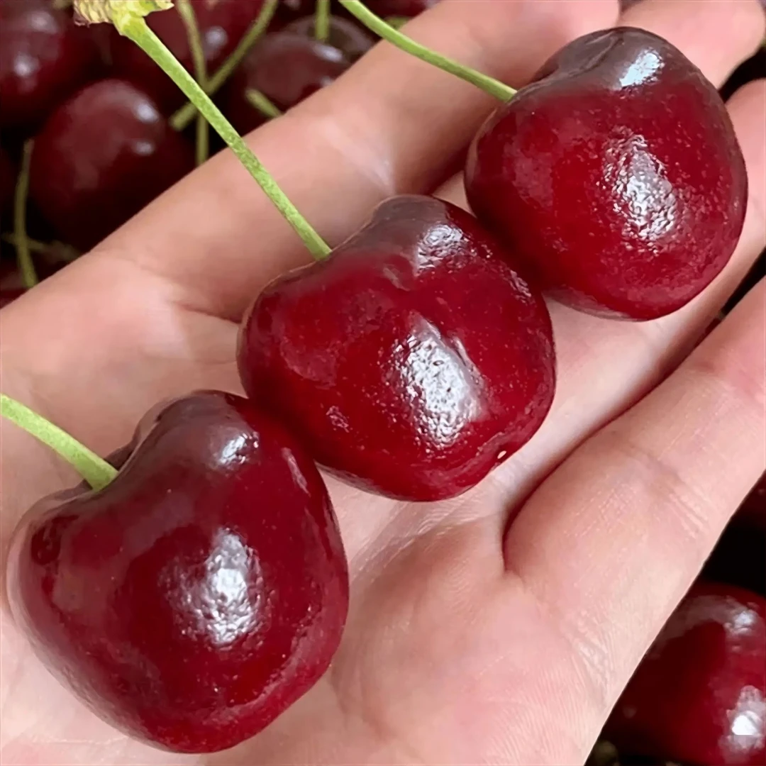 金都乐车厘子空运车厘子桑缇娜2JD5斤净重发货（内附果径卡）