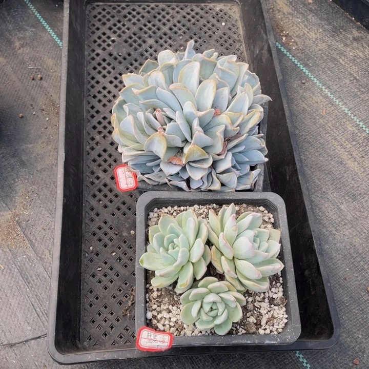 慧*梁雪特一颗维特一颗