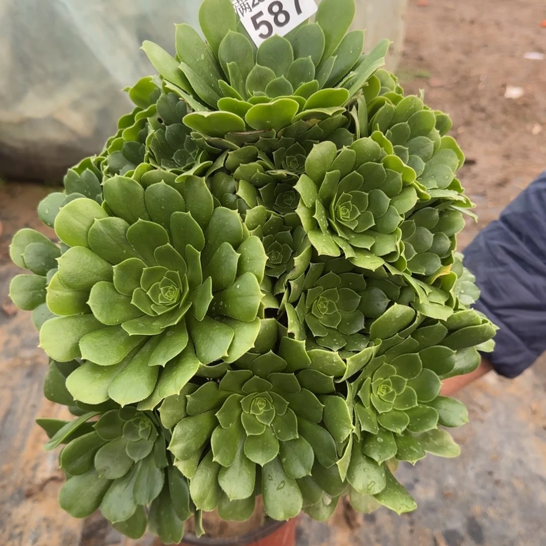 绿羊绒多肉587满28包邮断枝不包