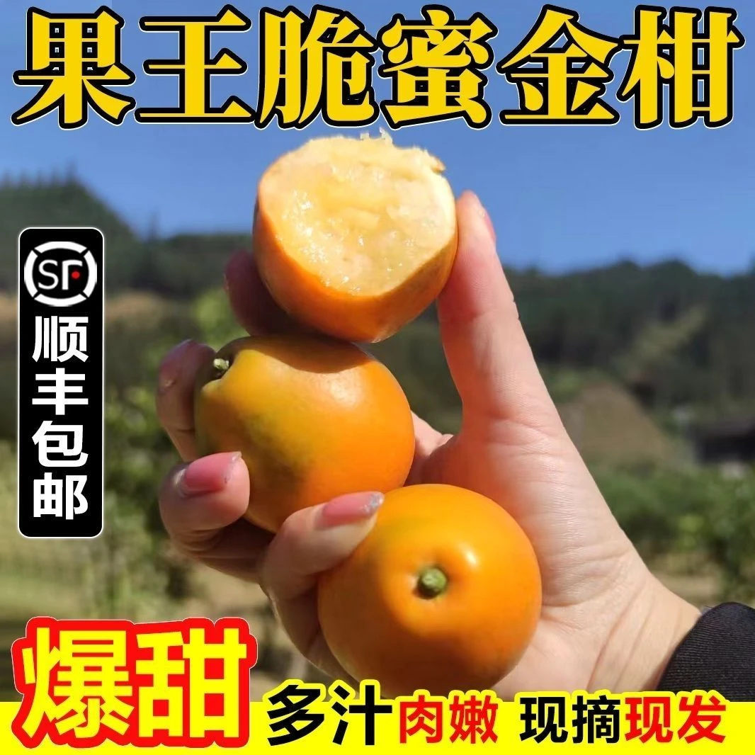偏远地区【果王3斤】正宗广西三代脆蜜金桔新鲜