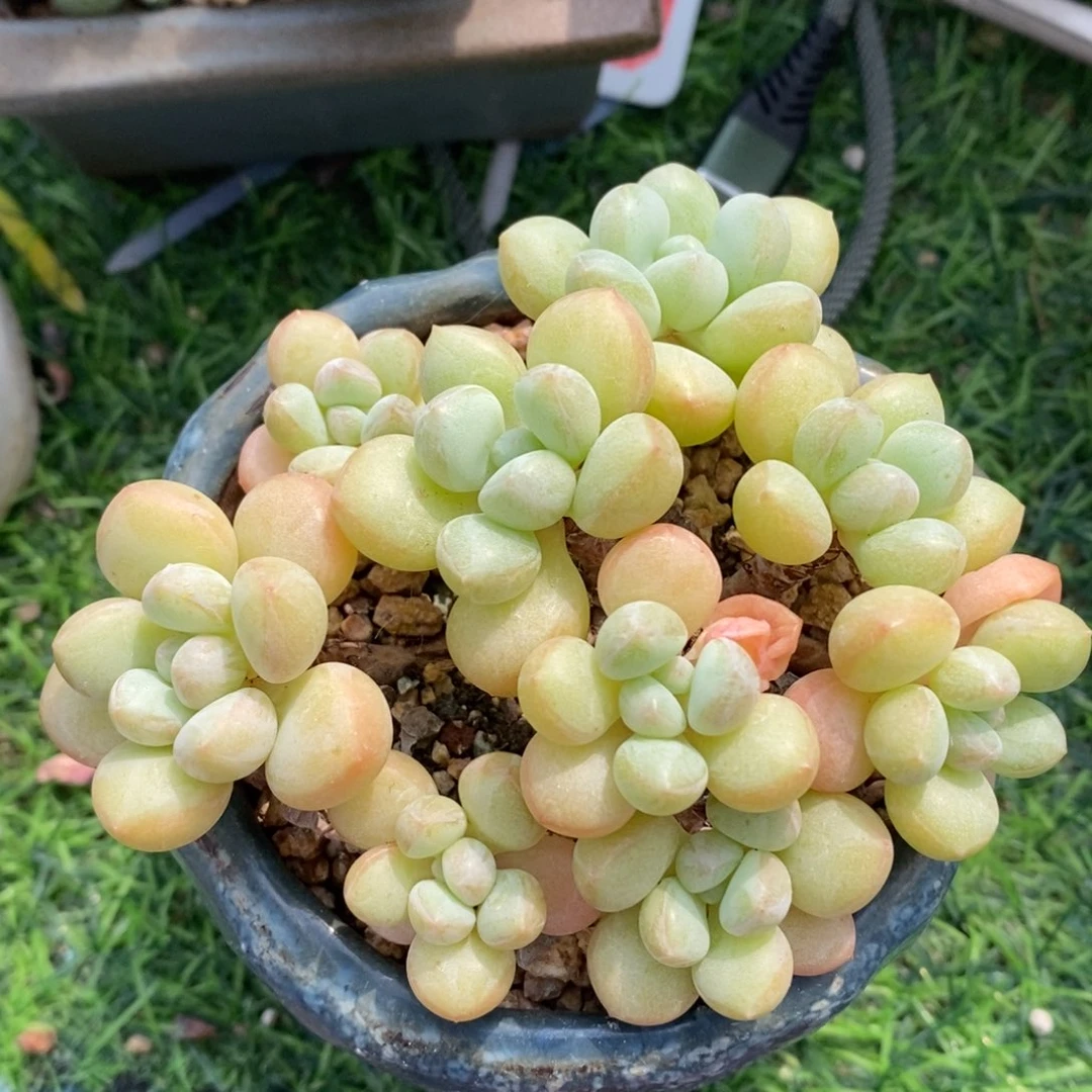 泡泡糖整桩非偏远38包邮