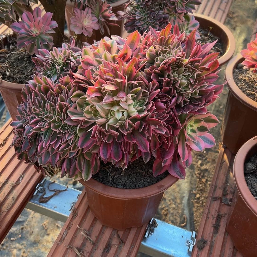 黑****）女巫缀化脱土发货