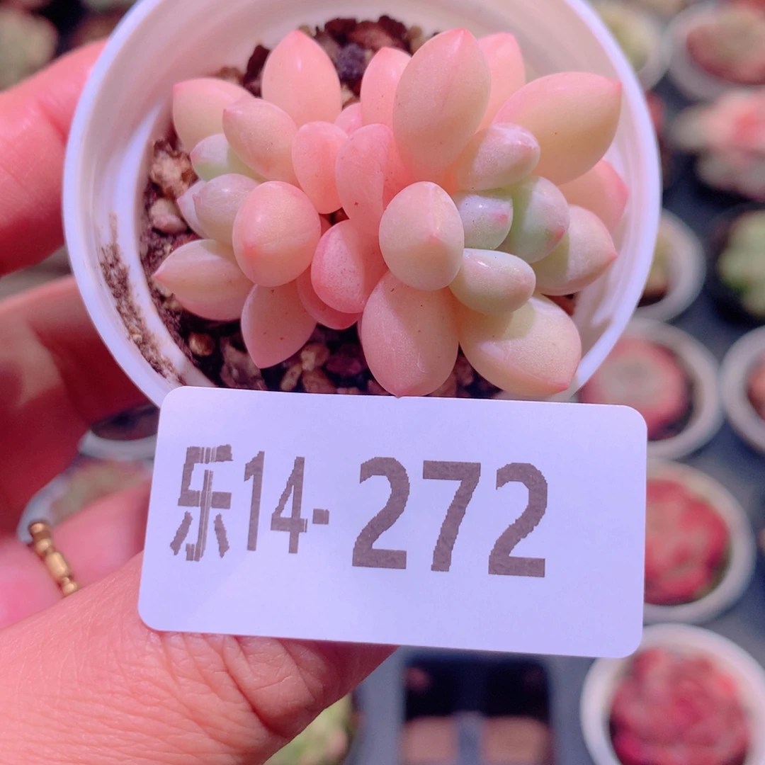 乐然14-272 泡泡糖