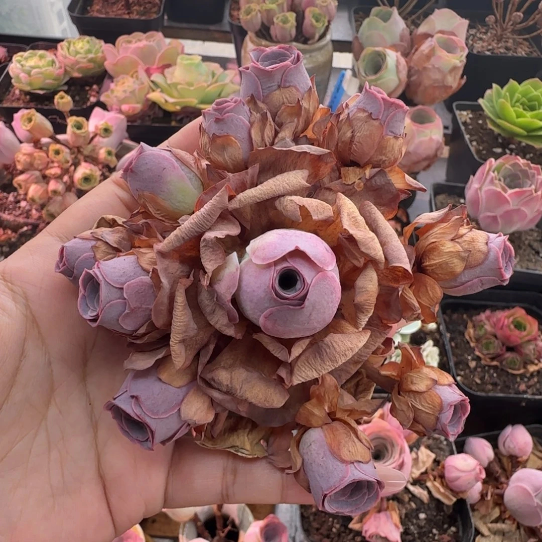 俊***玲L425半城玫瑰不含盆土