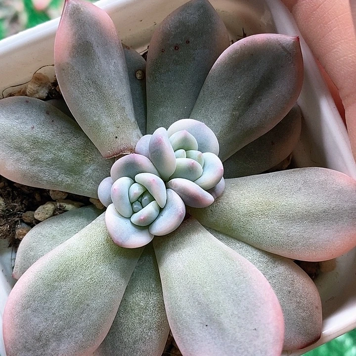 橙梦露锦一物一拍，