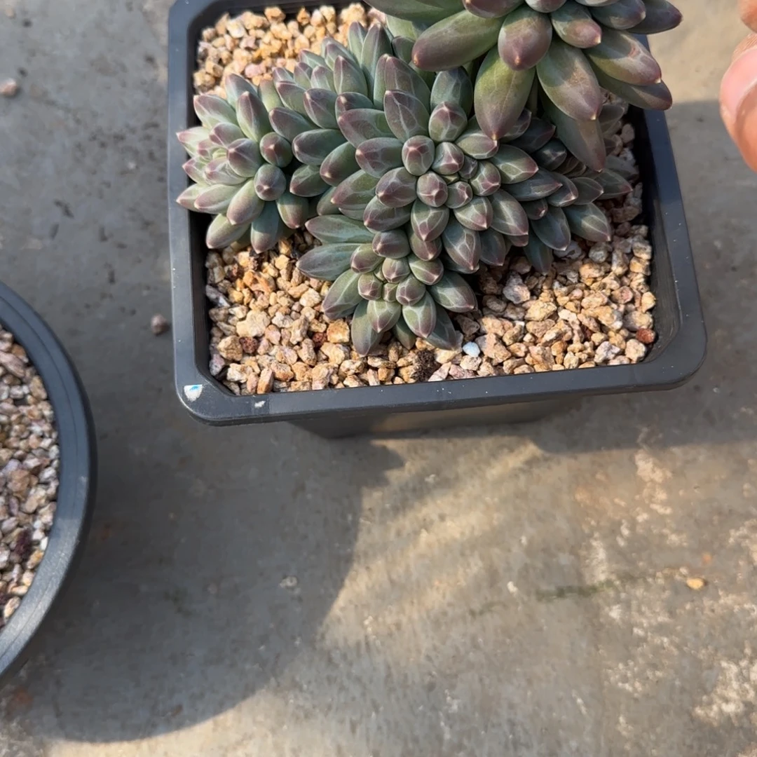 余***鱼多肉植物伊卡鲁斯