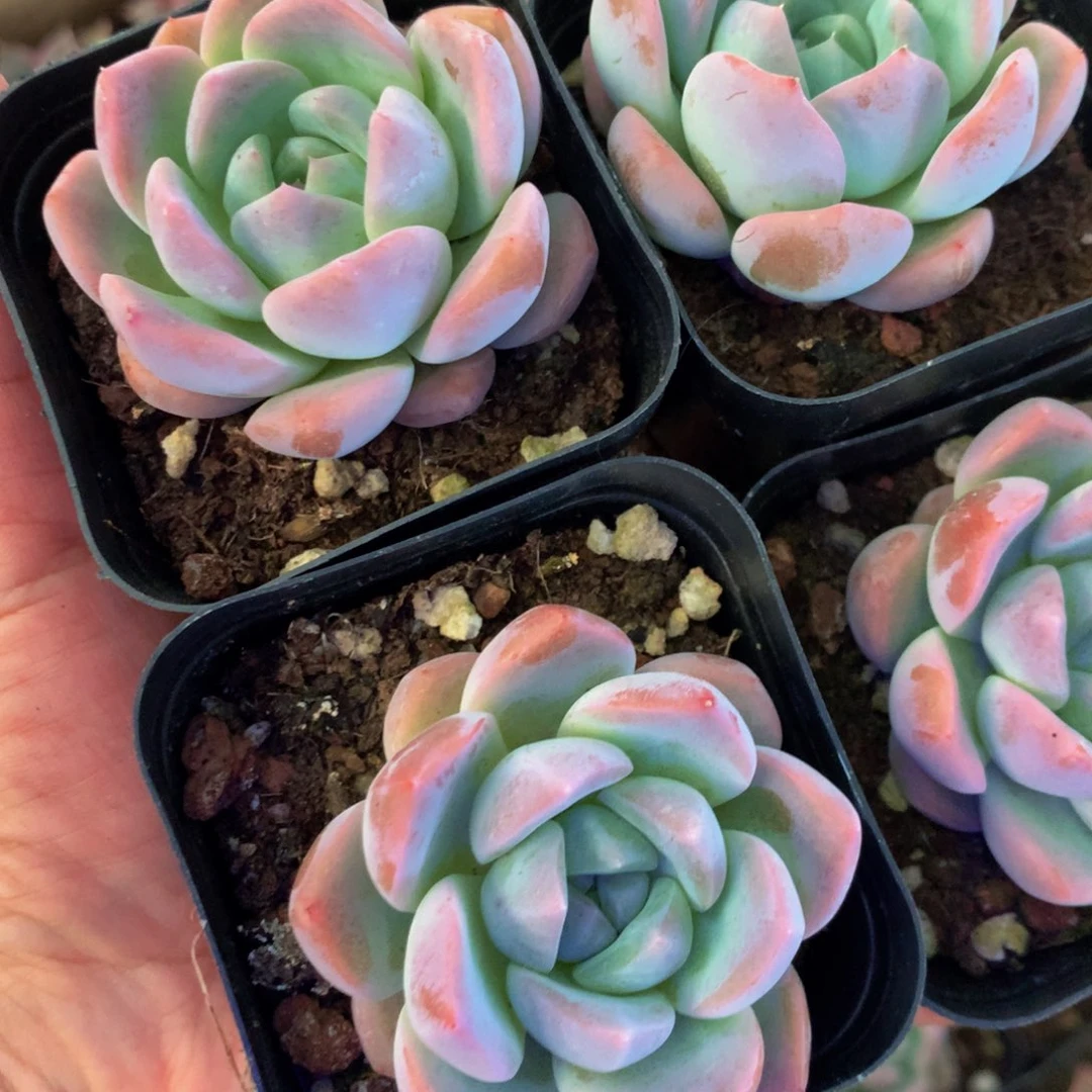 冰娃娃3颗  包邮  多肉