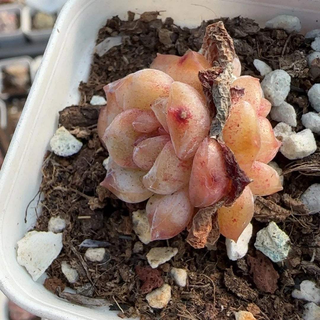 多肉小卡拉米糖心一物一拍