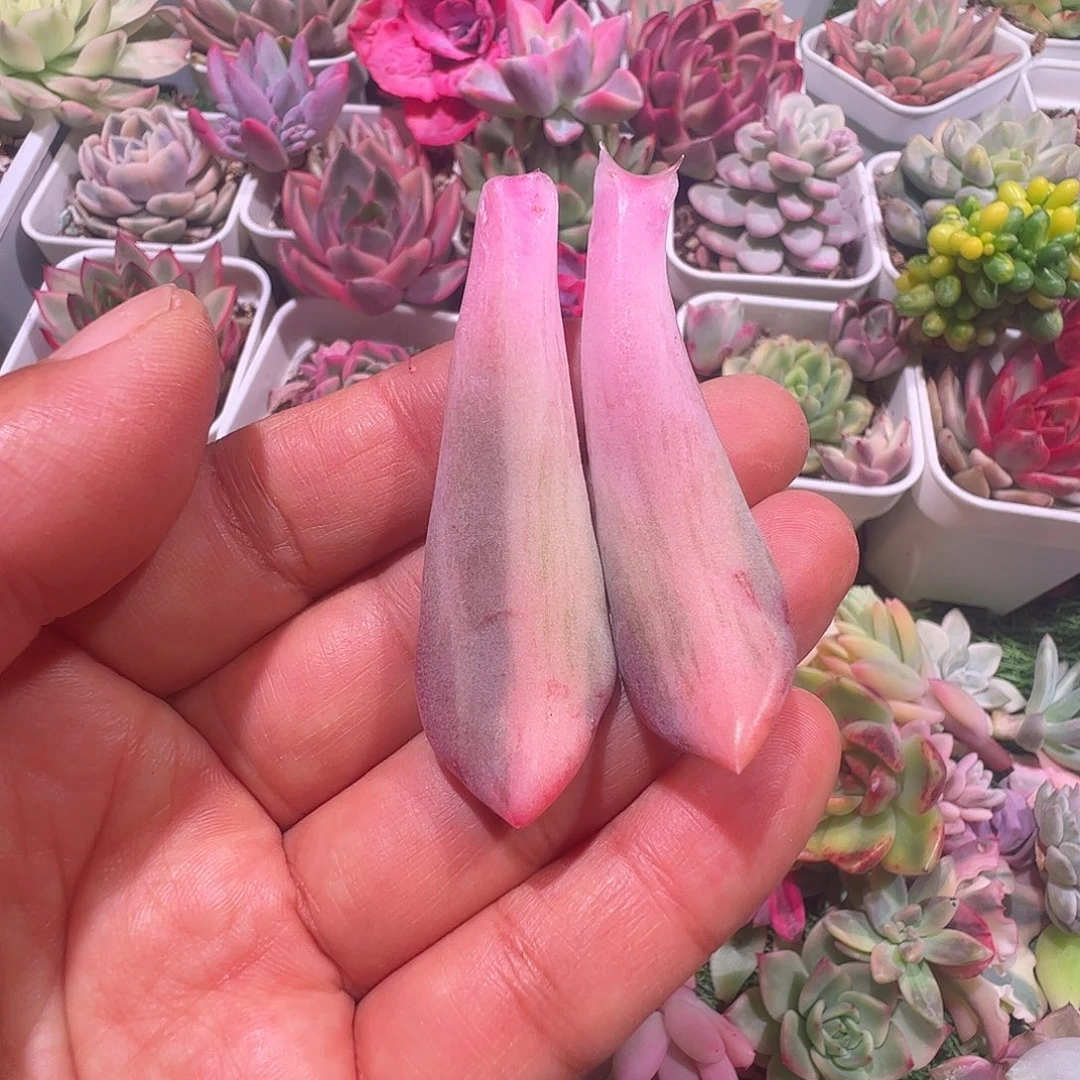 心***海多肉植物多肉植物