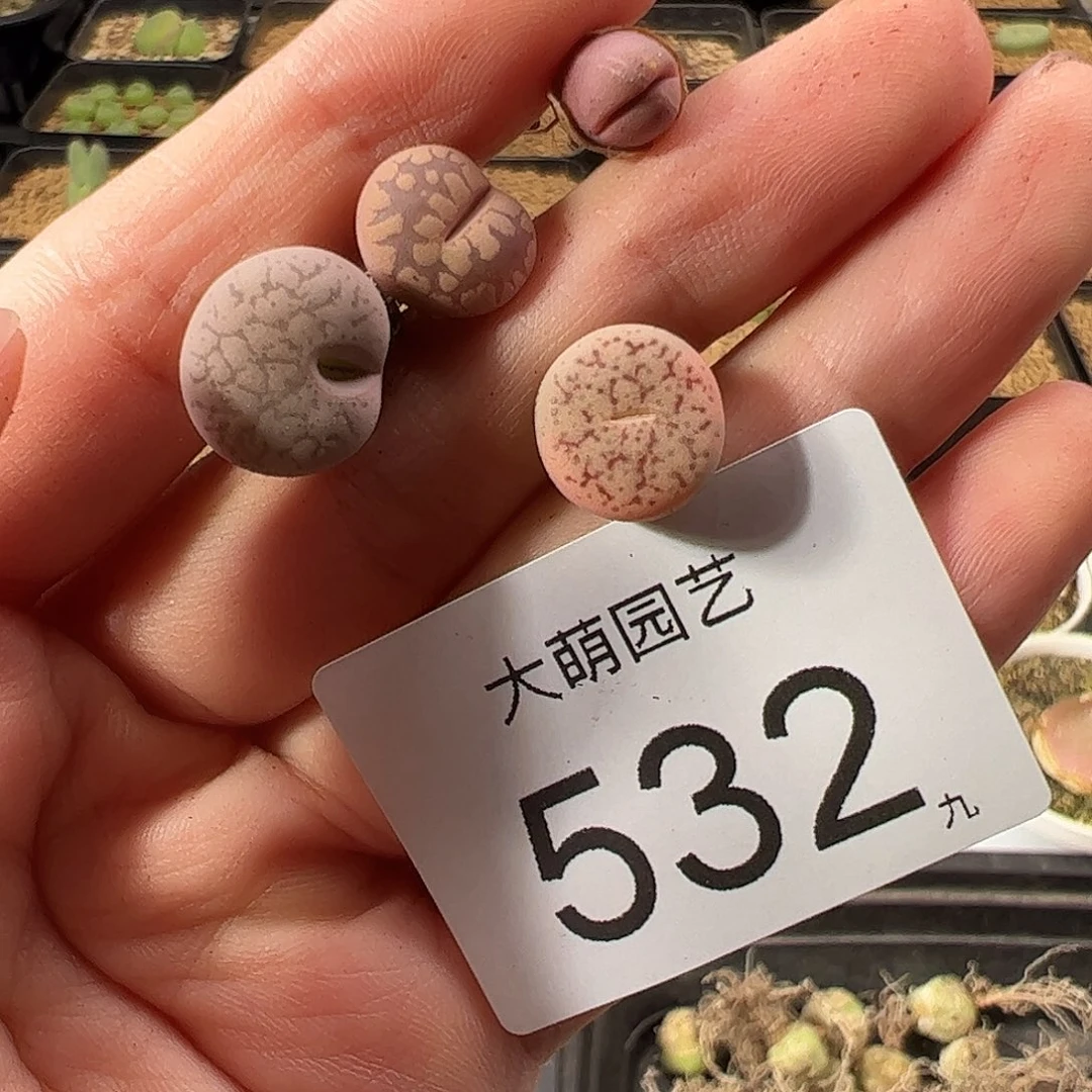 一物一拍。        532