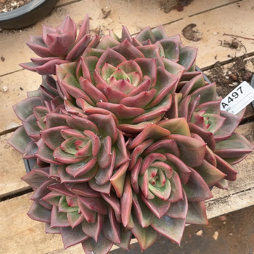 若如东云单拍A497