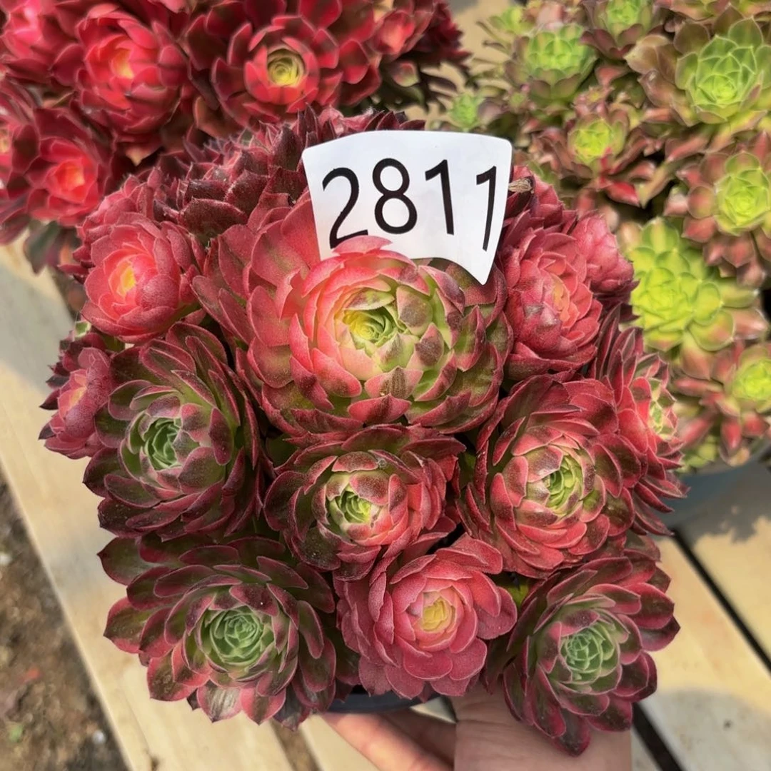 2811多肉植物海鲜