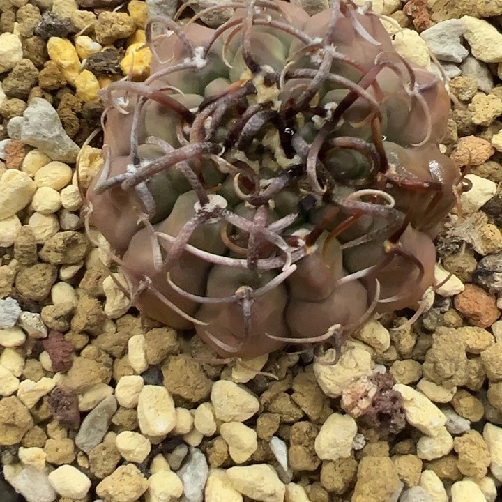 我***上无花朵仙人球一物一拍