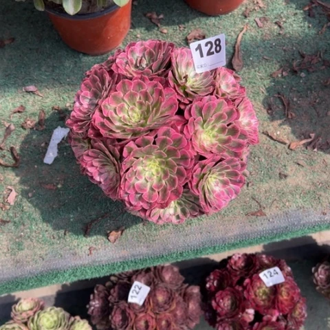 小***圆128铜壶锦朵朵多肉，