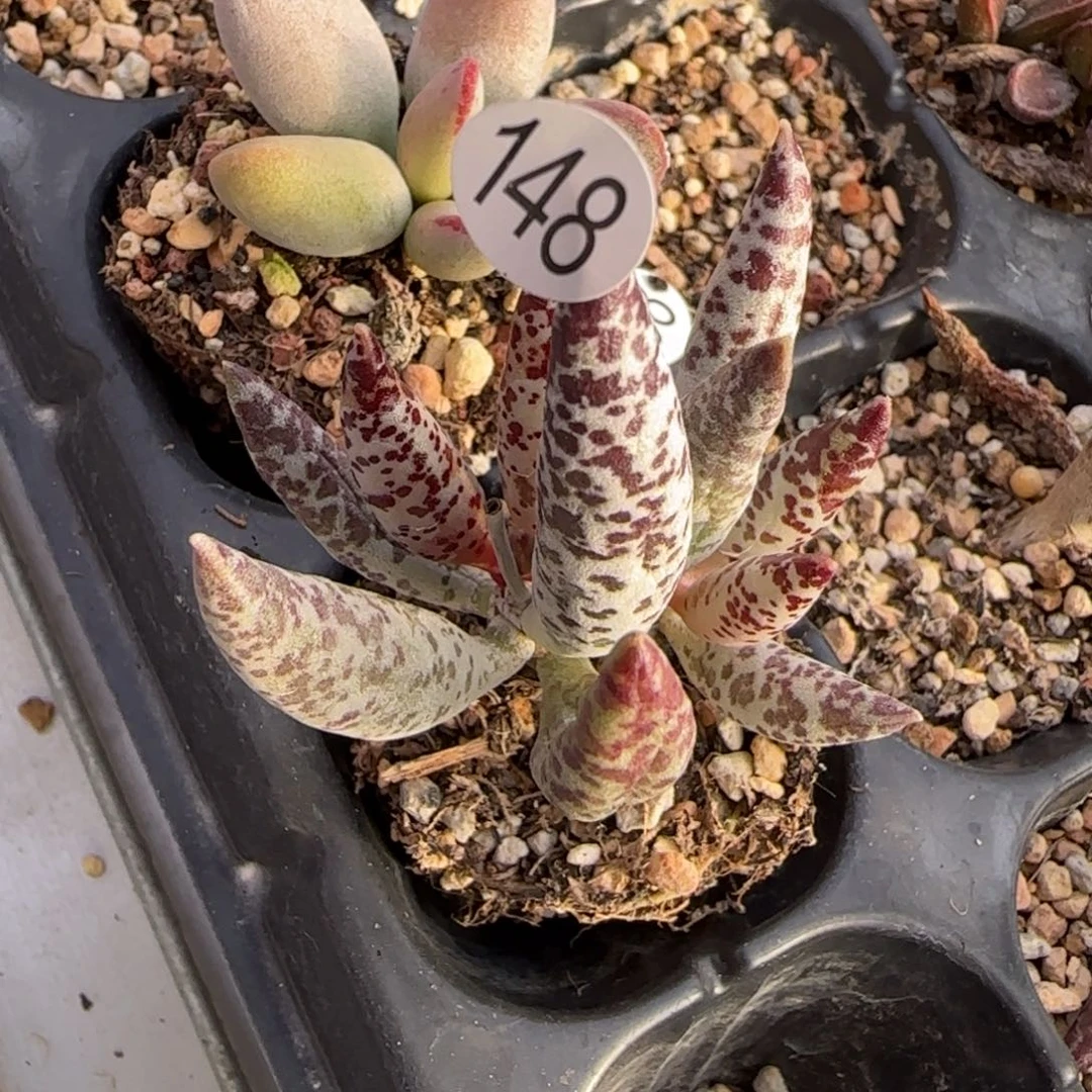 天**悠黑鹿水泡多肉植物148