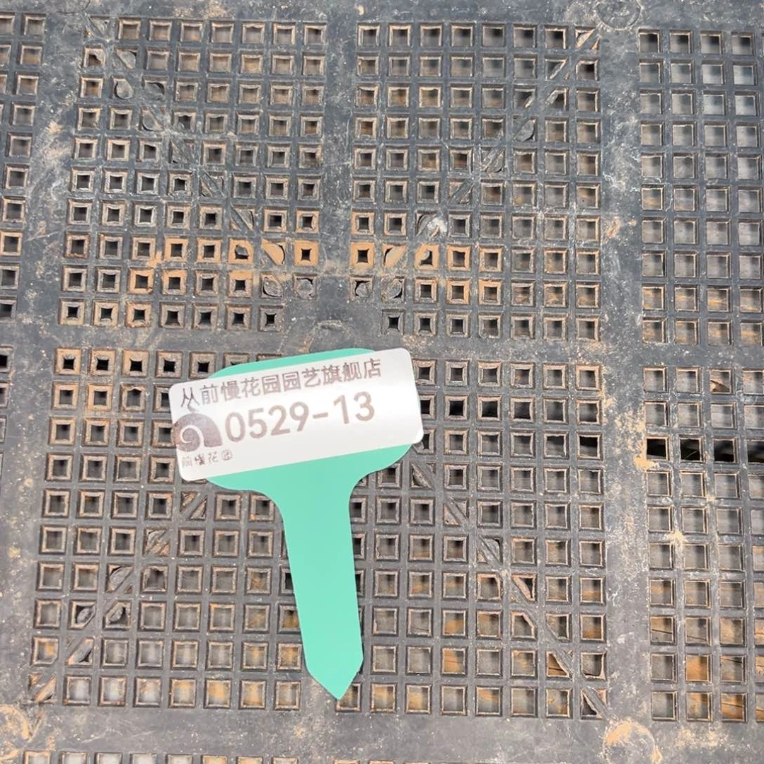 从前慢多肉精选编号0529.13