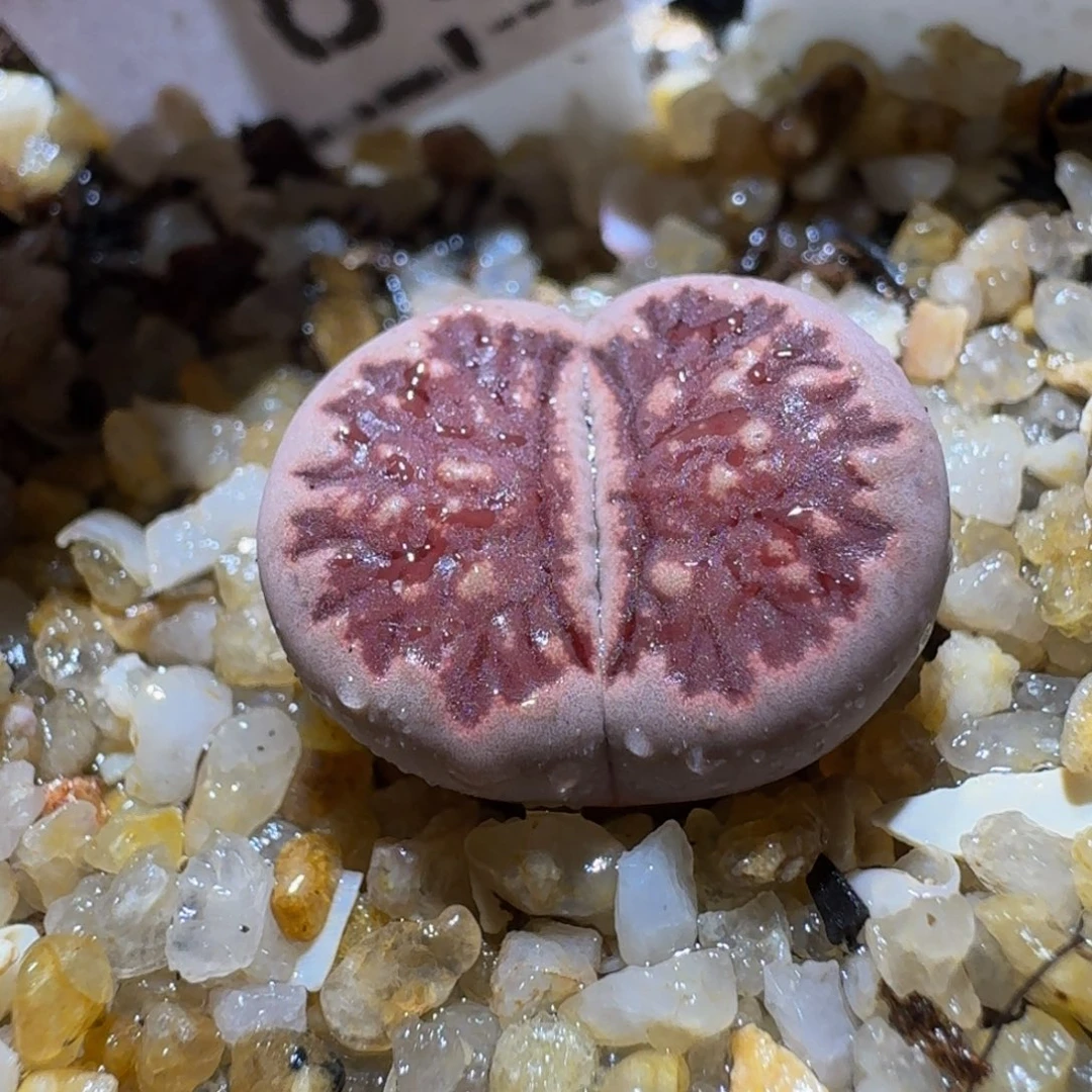 Ssss清仓价便宜了855三年母本