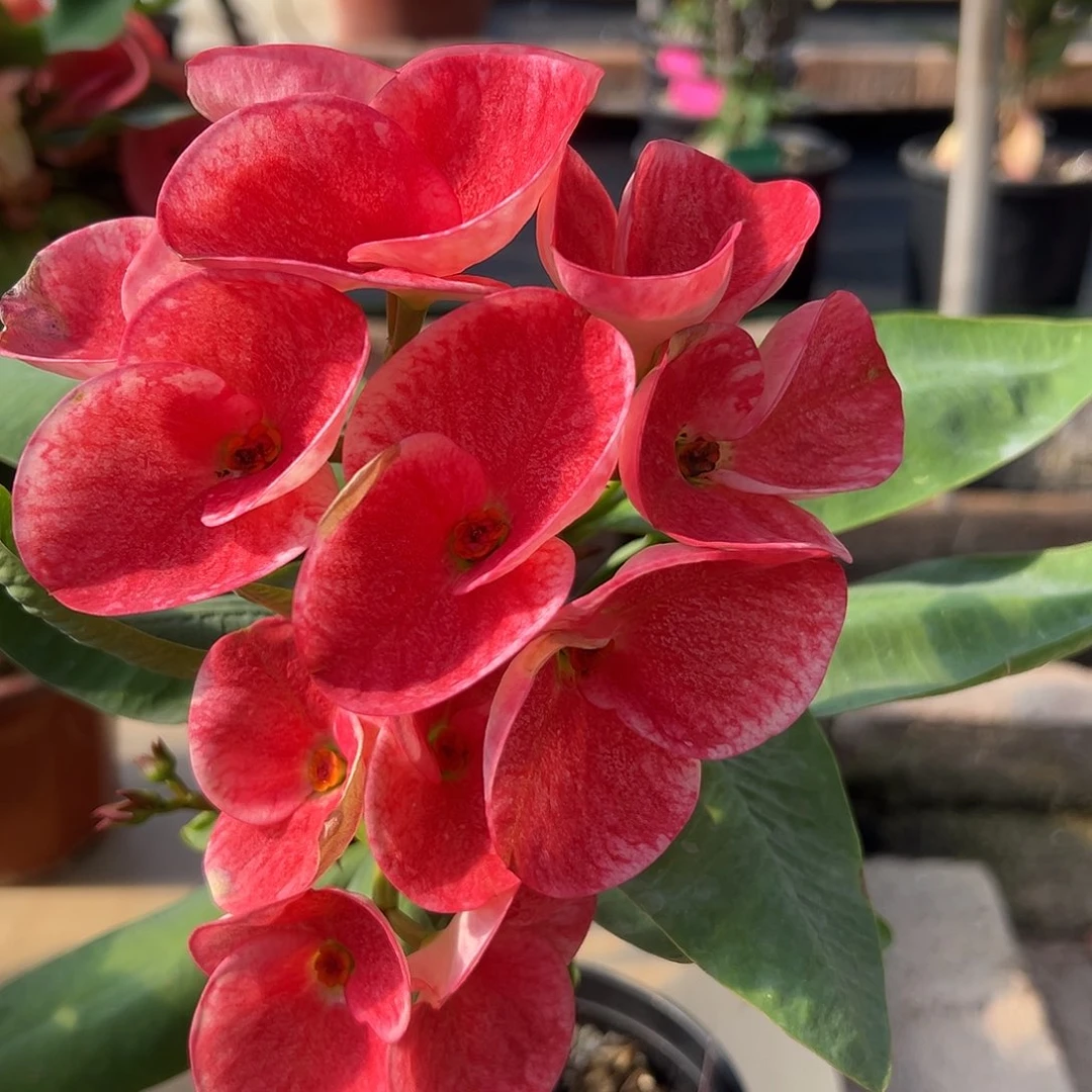 288泰国大花虎刺梅