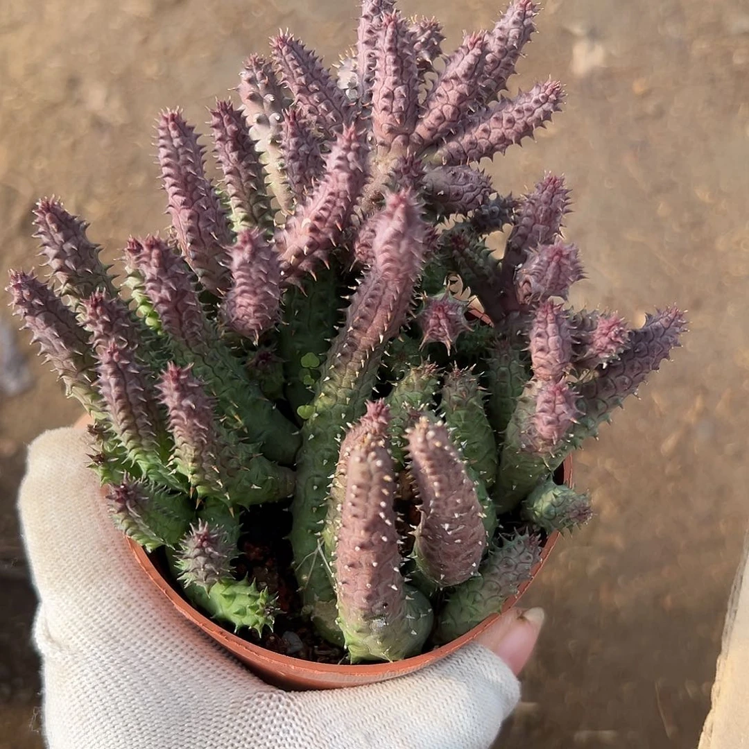 呃了呃呃呃呃呃呃呃