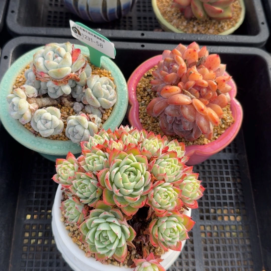 从前慢花园多肉编号1231-58