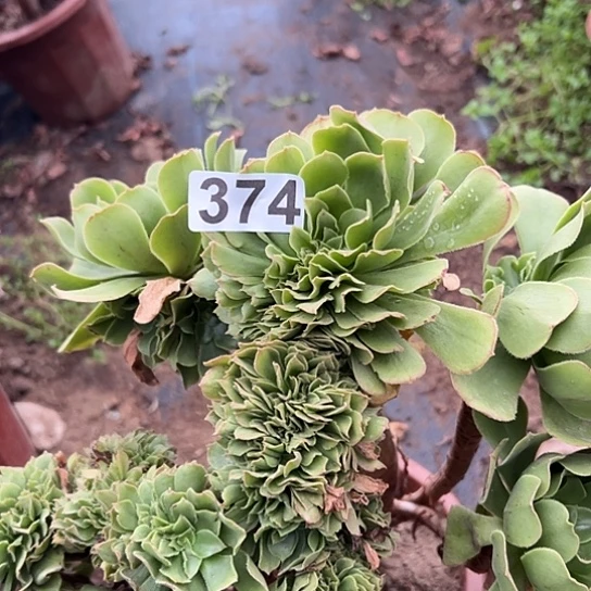 ঞ***࿐多肉植物一个绿玫瑰374