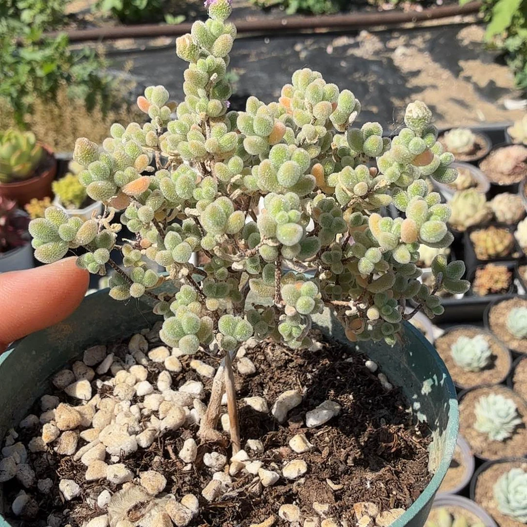 七公分枝干番杏冰晶满20包邮