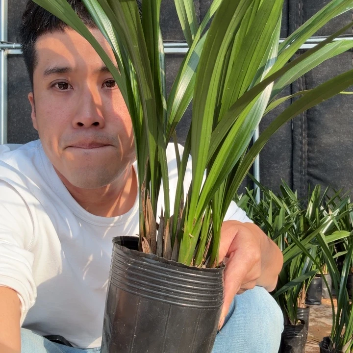 完全开放莫兰盆栽花卉