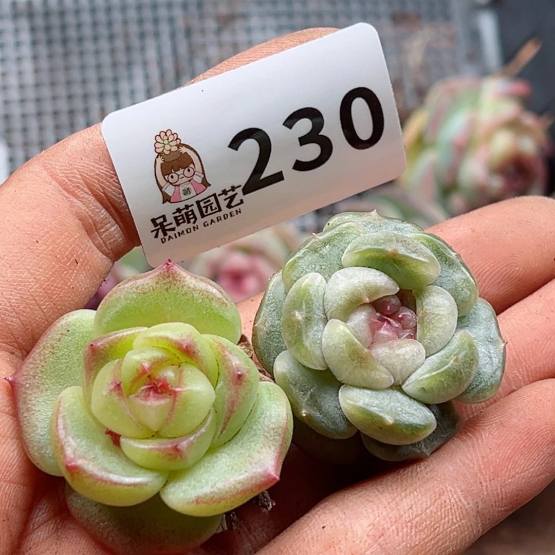 玲*多肉植物多肉植物y